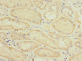 SLC22A8 / OAT3 Antibody - Immunohistochemistry of paraffin-embedded human kidney tissue at dilution 1:100