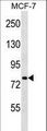 SLC24A3 / NCKX3 Antibody - SLC24A3 Antibody western blot of MCF-7 cell line lysates (35 ug/lane). The SLC24A3 antibody detected the SLC24A3 protein (arrow).