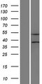 SLC25A23 Protein - Western validation with an anti-DDK antibody * L: Control HEK293 lysate R: Over-expression lysate