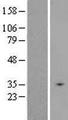 SLC25A31 Protein - Western validation with an anti-DDK antibody * L: Control HEK293 lysate R: Over-expression lysate