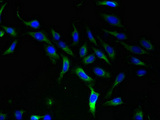 SLC25A46 Antibody - Immunofluorescent analysis of Hela cells using SLC25A46 Antibody at dilution of 1:100 and Alexa Fluor 488-congugated AffiniPure Goat Anti-Rabbit IgG(H+L)