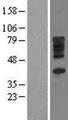 SLC28A3 Protein - Western validation with an anti-DDK antibody * L: Control HEK293 lysate R: Over-expression lysate