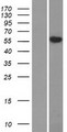SLC29A4 Protein - Western validation with an anti-DDK antibody * L: Control HEK293 lysate R: Over-expression lysate