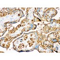 SLC2A1 / GLUT-1 Antibody - SLC2A1 antibody IHC-paraffin. IHC(P): Human Placenta Tissue.