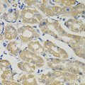 SLC30A1 / ZNT1 Antibody - Immunohistochemistry of paraffin-embedded human stomach tissue.