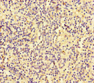 SLC30A10 Antibody - Immunohistochemistry of paraffin-embedded human spleen tissue at dilution of 1:100