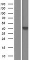 SLC30A2 Protein - Western validation with an anti-DDK antibody * L: Control HEK293 lysate R: Over-expression lysate