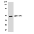 SLC30A4 Antibody - Western blot analysis of the lysates from 293 cells using SLC30A4 antibody.