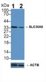 SLC30A8 / ZNT8 Antibody - Knockout Varification: Lane 1: Wild-type K562 cell lysate; Lane 2: SLC30A8 knockout K562 cell lysate; Predicted MW: 40,35kDa Observed MW: 35kDa Primary Ab: 3µg/ml Rabbit Anti-Human SLC30A8 Antibody Second Ab: 0.2µg/mL HRP-Linked Caprine Anti-Rabbit IgG Polyclonal Antibody