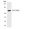 SLC30A9 / ZNT9 Antibody - Western blot analysis of the lysates from HepG2 cells using SLC30A9 antibody.