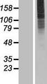 SLC35A3 Protein - Western validation with an anti-DDK antibody * L: Control HEK293 lysate R: Over-expression lysate