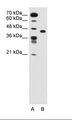 SLC35C1 Antibody - A: Marker, B: Jurkat Cell Lysate.  This image was taken for the unconjugated form of this product. Other forms have not been tested.