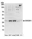 SLC35C2 Antibody - Detection of human and mouse OVCOV1 by western blot. Samples: Whole cell lysate (50 µg) from HeLa, HEK293T, Jurkat, mouse TCMK-1, and mouse NIH 3T3 cells prepared using RIPA lysis buffer. Antibodies: Affinity purified rabbit anti-OVCOV1 antibody used for WB at 0.4 µg/ml. Detection: Chemiluminescence with an exposure time of 3 minutes.