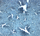 SLC38A4 / SNAT4 Antibody - Immunohistochemistry of SLC38A4 in mouse liver tissue with SLC38A4 antibody at 2.5 ug/mL.