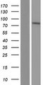 SLC39A12 / ZIP12 Protein - Western validation with an anti-DDK antibody * L: Control HEK293 lysate R: Over-expression lysate