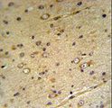 SLC39A3 / ZIP3 Antibody - S39A3 Antibody IHC of formalin-fixed and paraffin-embedded mouse brain tissue followed by peroxidase-conjugated secondary antibody and DAB staining.