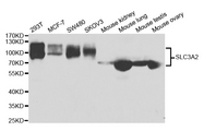 SLC3A2 / CD98 Heavy Chain Antibody - Western blot analysis of extracts of various cell lines.