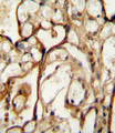 SLC3A2 / CD98 Heavy Chain Antibody - SLC3A2 Antibody immunohistochemistry of formalin-fixed and paraffin-embedded human placenta tissue followed by peroxidase-conjugated secondary antibody and DAB staining.