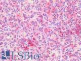 SLC40A1 / Ferroportin-1 Antibody - Human Spleen: Formalin-Fixed, Paraffin-Embedded (FFPE)