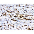 SLC4A1 / Band 3 / AE1 Antibody - Band 3 antibody IHC-paraffin. IHC(P): Mouse Kidney Tissue.