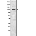 SLC4A1 / Band 3 / AE1 Antibody - Western blot analysis of SLC4A1 using RAW264.7 whole lysates