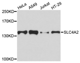 SLC4A2 / AE2 Antibody - Western blot analysis of extracts of various cell lines.