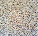 SLC4A7 Antibody - SLC4A7 Antibody immunohistochemistry of formalin-fixed and paraffin-embedded human spleen tissue followed by peroxidase-conjugated secondary antibody and DAB staining.