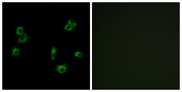 SLC52A2 / GPR172A / PAR1 Antibody - Immunofluorescence analysis of MCF7 cells, using PEVR1 Antibody. The picture on the right is blocked with the synthesized peptide.