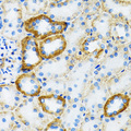 SLC5A1 / SGLT1 Antibody - Immunohistochemistry of paraffin-embedded mouse kidney tissue.
