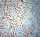 SLC5A8 / AIT Antibody - Rabbit antibody to SLC5A8 (560-610). IHC-P on paraffin sections of human small bowel. HIER: Tris-EDTA, pH 9 for 20 min using Thermo PT Module. Blocking: 0.2% LFDM in TBST filtered through a 0.2 micron filter. Detection was done using Novolink HRP polymer from Leica following manufacturers instructions. Primary antibody: dilution 1:1000, incubated 30 min at RT using Autostainer. Sections were counterstained with Harris Hematoxylin.