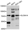 SLC6A14 Antibody - Western blot analysis of extracts of various cell lines, using SLC6A14 antibody at 1:1000 dilution. The secondary antibody used was an HRP Goat Anti-Rabbit IgG (H+L) at 1:10000 dilution. Lysates were loaded 25ug per lane and 3% nonfat dry milk in TBST was used for blocking. An ECL Kit was used for detection and the exposure time was 15s.