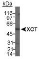 SLC7A11 / XCT Antibody - Detection of XCT in total human stomach lysate using NB 300-317. 15 minute ECL exposure.  This image was taken for the unconjugated form of this product. Other forms have not been tested.
