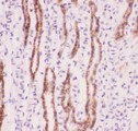 SLC9A1 / NHE1 Antibody - SLC9A1 antibody IHC-paraffin: Mouse Kidney Tissue.