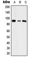 SLC9A5 / NHE5 Antibody - Western blot analysis of NHE5 expression in HepG2 (A); NIH3T3 (B); rat brain (C) whole cell lysates.
