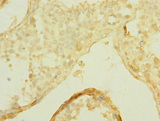 SLCO2B1 Antibody - Immunohistochemistry of paraffin-embedded human testis tissue at dilution 1:100