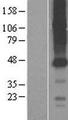 SLCO4C1 Protein - Western validation with an anti-DDK antibody * L: Control HEK293 lysate R: Over-expression lysate