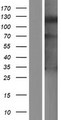 SLFN14 Protein - Western validation with an anti-DDK antibody * L: Control HEK293 lysate R: Over-expression lysate