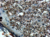 SLIT2 Antibody - Goat Anti-SLIT2 Antibody (4µg/ml) staining of paraffin embedded Human Spinal Cord. Steamed antigen retrieval with Tris/EDTA buffer pH 9, HRP-staining.