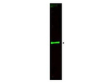 SLIT3 Antibody - Anti-SLIT-3 Antibody - Western Blot. Western blot of Affinity Purified anti-SLIT-3 antibody shows detection of a predominant band at ~145 kD corresponding to SLIT-3 (arrowhead) in a bovine thyroid whole cell lysate using the 800 nm channel (green). ~35 ug of lysate was separated on a 4-8% Tricine gel by SDS-PAGE and transferred onto nitrocellulose. After blocking the membrane was probed with the primary antibody diluted to 1:800. Incubation was for 2 h at room temperature followed by washes and reaction with a 1:10000 dilution of IRDye800 conjugated Gt-a-Rabbit IgG [H&L] MXHu ( for 45 min at room temperature. Molecular weight markers were used for size comparison using the 700 nm channel (not shown). IRDye800 fluorescence image was captured using the Odyssey Infrared Imaging System developed by LI-COR. IRDye is a trademark of LI-COR, Inc. Other detection systems will yield similar results.