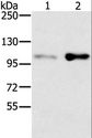 SLTM Antibody - Western blot analysis of HT-29 and 293T cell, using SLTM Polyclonal Antibody at dilution of 1:400.