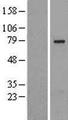 SLU7 / 9G8 Protein - Western validation with an anti-DDK antibody * L: Control HEK293 lysate R: Over-expression lysate