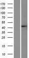 SLX4IP / C20orf94 Protein - Western validation with an anti-DDK antibody * L: Control HEK293 lysate R: Over-expression lysate