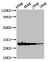 SLYA Antibody - Positive Western Blot detected in Recombinant protein All lanes Rhodocytin subunit alpha antibody at 3 µg/ml Secondary Goat polyclonal to rabbit IgG at 1/50000 dilution. Predicted band size: 31 KDa. Observed band size: 31 KDa