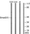 SMAD2+3 Antibody - Western blot analysis of extracts from COS7 cells treated (lane 1) and untreated (lane 2) with UV (15mins), and Jurkat cells treated with EGF (200ng/ml, 30mins) (lane 3), using Smad2/3 (Ab-8) antibody.
