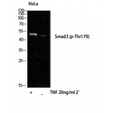 SMAD3 Antibody - Western blot of Phospho-Smad3 (T179) antibody