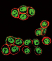 SMAD3 Antibody - Confocal immunofluorescence of Phospho-SMAD3-S208 Antibody with HeLa cell followed by Alexa Fluor 488-conjugated goat anti-rabbit lgG (green). Actin filaments have been labeled with Alexa Fluor 555 phalloidin (red).