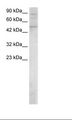 SMAD5 Antibody - Raji Cell Lysate.  This image was taken for the unconjugated form of this product. Other forms have not been tested.