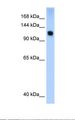 SMARCA5 / SNF2H Antibody - Transfected 293T cell lysate. Antibody concentration: 0.25 ug/ml. Gel concentration: 12%.  This image was taken for the unconjugated form of this product. Other forms have not been tested.