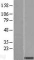 SMDT1 / C22orf32 Protein - Western validation with an anti-DDK antibody * L: Control HEK293 lysate R: Over-expression lysate