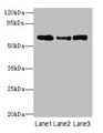 SMOX / PAO Antibody - Western blot All lanes: Smox antibody at 3µg/ml Lane 1: PC-3 whole cell lysate Lane 2: A549 whole cell lysate Lane 3: 293T whole cell lysate Secondary Goat polyclonal to rabbit IgG at 1/10000 dilution Predicted band size: 62, 66, 27, 23, 28, 60, 57, 47, 61, 21 kDa Observed band size: 62 kDa
